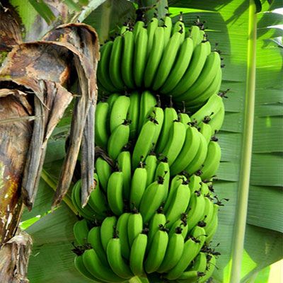 KỸ THUẬT TRỒNG VÀ BÓN PHÂN CHO CHUỐI LÙN