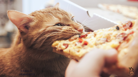 Mèo có ăn được Pizza không? Cho mèo ăn Pizza như thế nào an toàn?