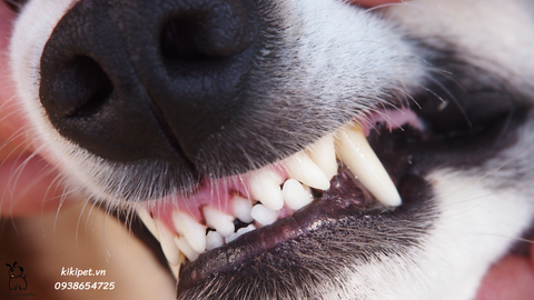 Chăm sóc răng miệng cho chó: 5 điều quan trọng cần lưu ý khi chăm sóc răng miệng cho chó tại nhà