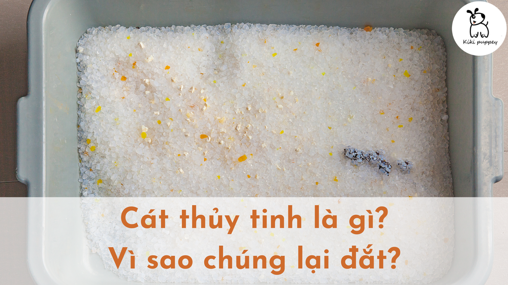 Cát thủy tinh cho mèo là gì? Vì sao cát vệ sinh thủy tinh cho mèo lại đắt?