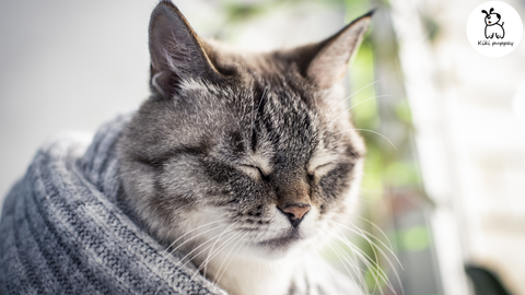 Giun móc ở mèo: Triệu chứng, Nguyên nhân & Điều trị