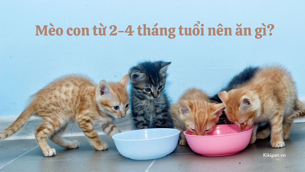 Mèo con từ 2-4 tháng tuổi nên ăn gì? Thức ăn dành cho mèo con từ 2 tháng tuổi