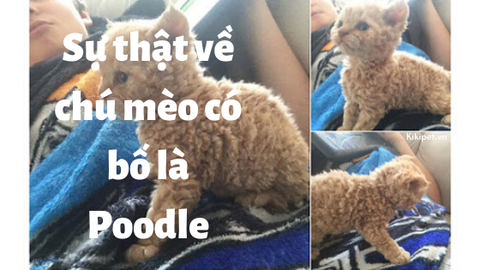 Sự thật về chú mèo có bố là Poodle, giống mèo lông xoăn mới được công nhận