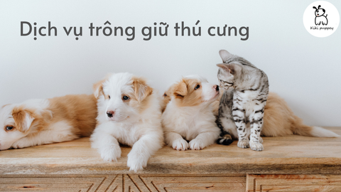 Dịch Vụ Trông giữ thú cưng, khách sạn chó mèo Hồ Chí Minh