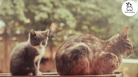 Xã hội hóa cho mèo con: những điều bạn cần biết