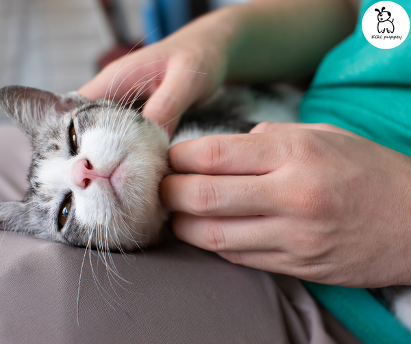 8 bước massage cho mèo tốt nhất từ ​​trước đến nay