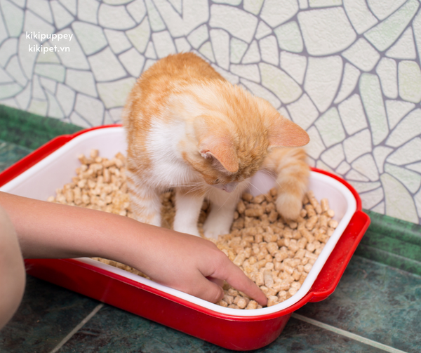 Cách dạy mèo con đi vệ sinh đúng chỗ đơn giản tại nhà