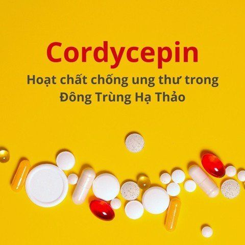 cordycepin hoạt chất chống ung thư đông trùng hạ thảo