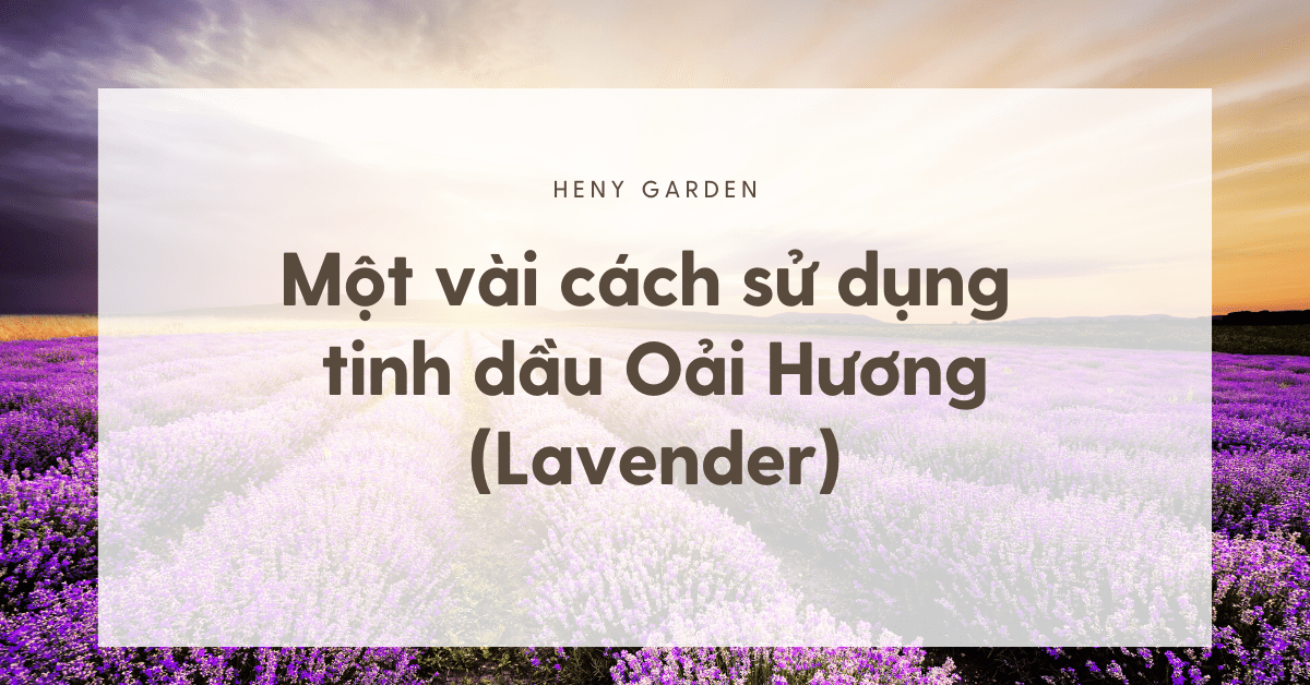 Cách Sử Dụng Tinh Dầu Oải Hương (Lavender Essential Oil)