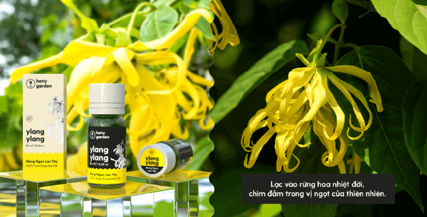 Tinh dầu Hoa Ngọc Lan Tây Heny Garden (Ylang Ylang Essential Oil)