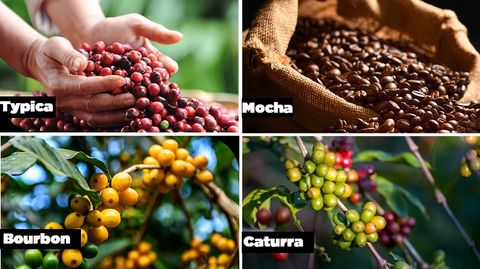 Tìm hiểu cà phê arabica là gì? Có vị gì?