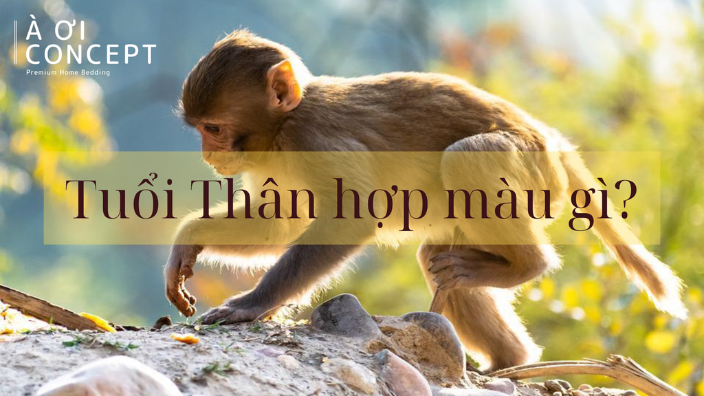 Tuổi Thân hợp màu gì? Bảng màu phong thủy – may mắn – tương sinh theo năm sinh