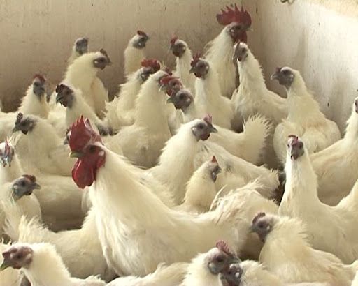 Trong thịt gà ác lông trắng có gì mà mọi người hay trầm trồ thế?