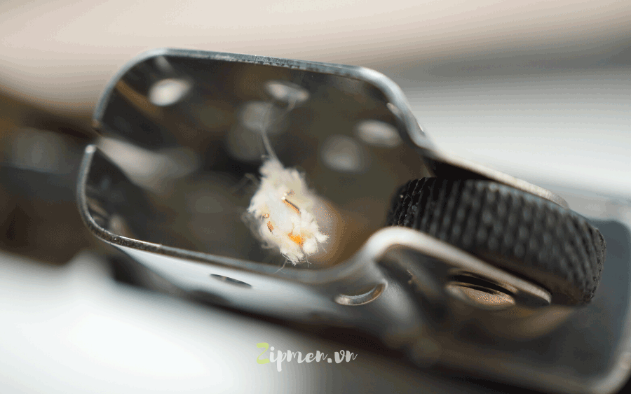 Sợi tim thanh mảnh của bật lửa Zorro