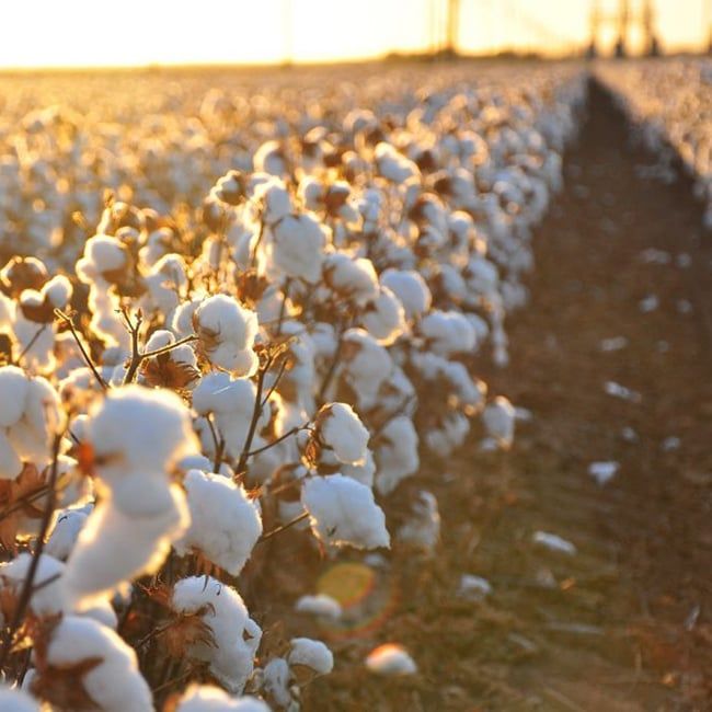 VẢI COTTON 100% VÀ NHỮNG ĐIỀU BẠN CHƯA BIẾT !