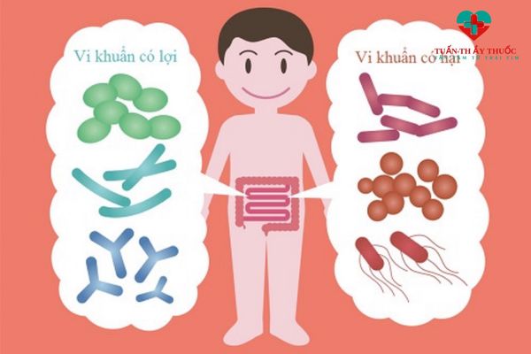 Men vi sinh có tác dụng gì đối với cơ thể