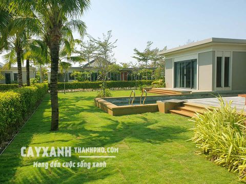 Thi công cảnh quan biệt thự Hồ Tràm, Bà Rịa - Vũng Tàu | Trồng cỏ Nhung Nhật đẹp sang trọng!