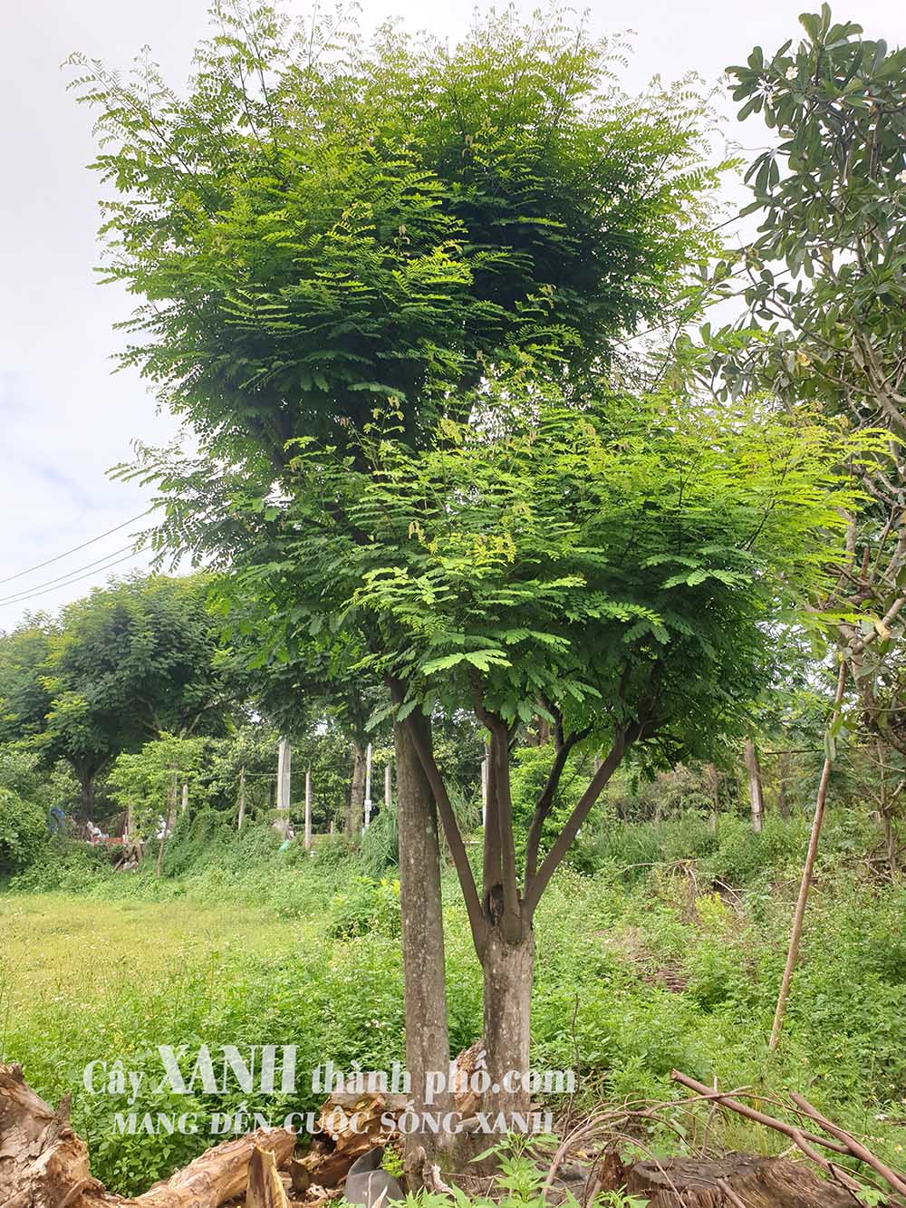 cây cẩm lai đẹp trồng sân vườn tại sài gòn