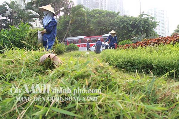 dịch vụ cắt cỏ phát hoang