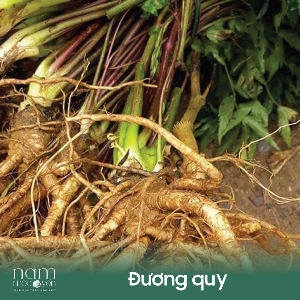 ĐƯƠNG QUY CÓ THỂ CHỮA RỤNG TÓC HIỆU QUẢ NHƯ LỜI ĐỒN