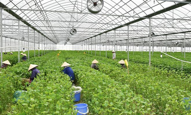 QUẠT THÔNG GIÓ TRÒN LẮP ĐẶT CHO VƯỜN RAU THỦY CANH VÀ DƯA LƯỚI