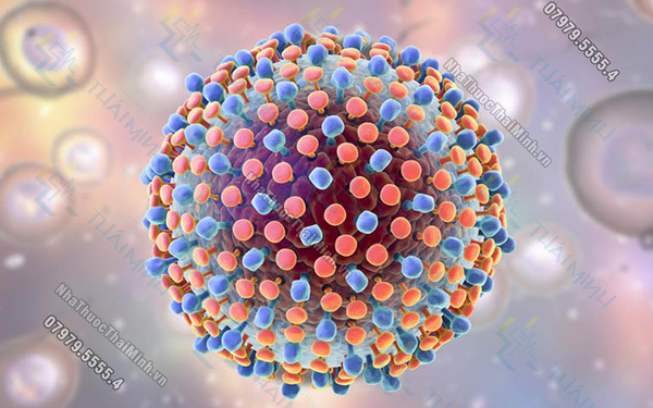 Viêm gan C gây ra do virus Hepatitis C tấn công vào tế bào gan