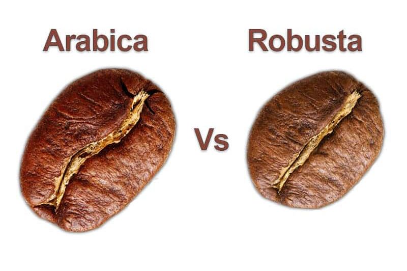 ph-n-bi-t-c-ph-arabica-v-robusta-vietmay-coffee