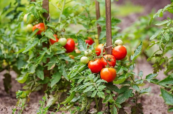 Install a support stick for tomato plants