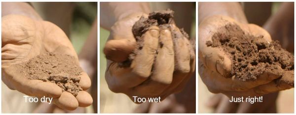 Check Soild for plant potatoes
