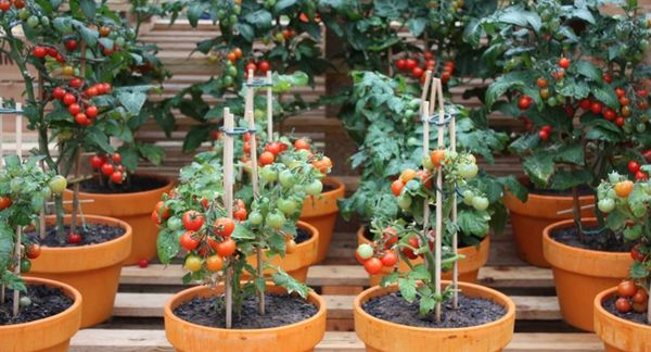 Harvesting tomatoes in planter pot