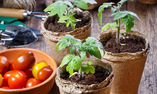 healthy tomato seedlings