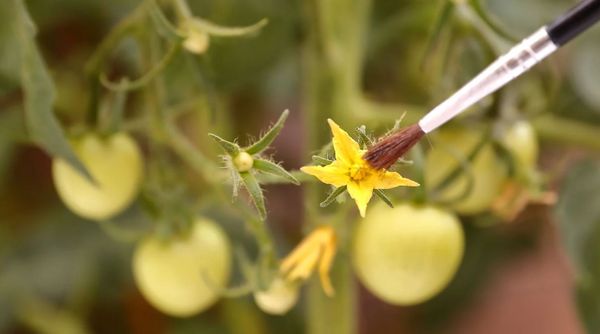 Pollinating Tomato Plants