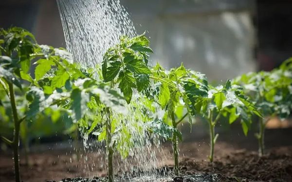 Proper Watering for Tomato Plants