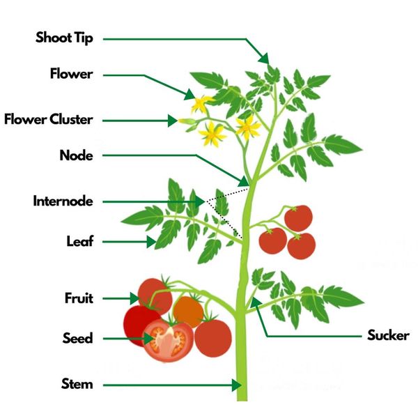Pruning Tomato Plants