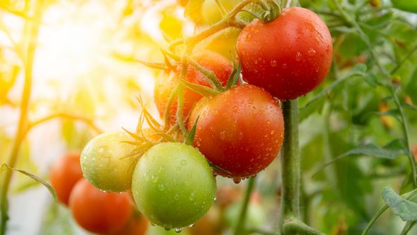 Ensure Air Circulation & Sunlight for tomatoes
