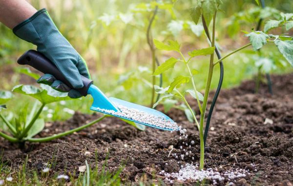 Check Soild for plant tomatoes