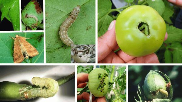 tomato pests