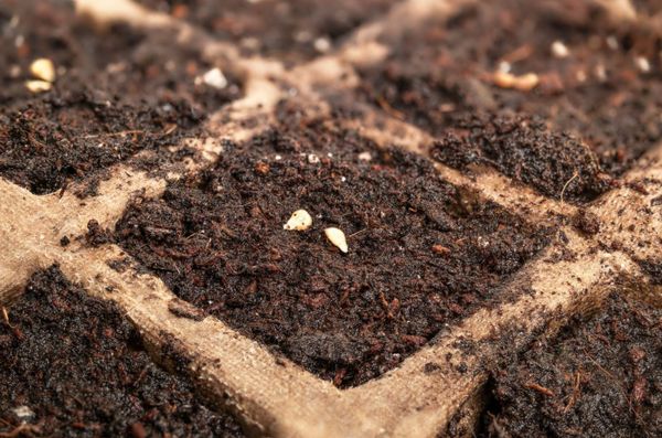 tomato soil