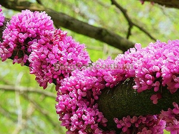 Cây hạnh phúc cho vườn nhà rực rỡ sắc hoa, gia chủ hạnh phúc suốt đời