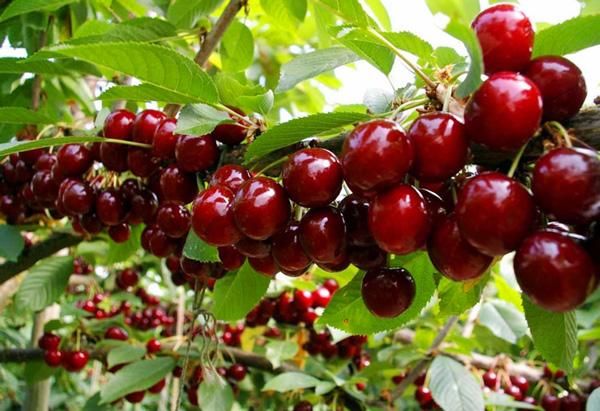 “Cuộc chiến” giữa trái cây trong nước và nhập khẩu