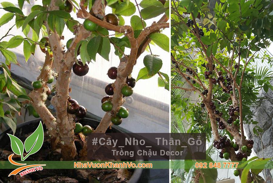 KỸ THUẬT TRỒNG CÂY NHO THÂN GỖ VÀ CHĂM SÓC KHOA HỌC