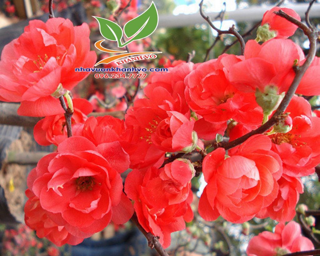 Mai đỏ “thế Nam sắc Bắc” thú chơi Tết cực lạ của nhiều
