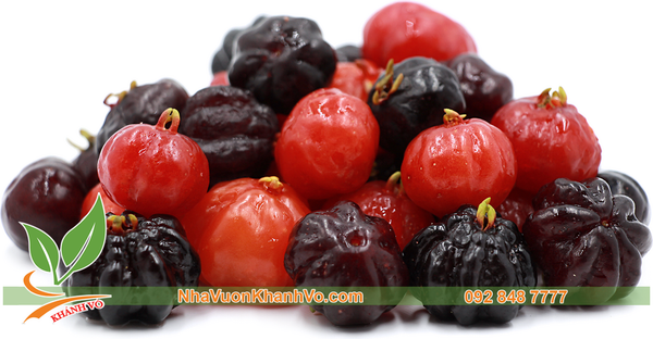 Cây Surinam Cherry Gốc Nhỏ - Cây Cherry Anh Đào 1