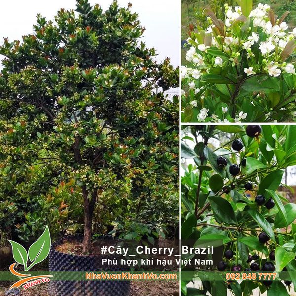 cây ăn trái trồng biệt thự - Cây cherry brazil 3