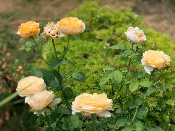 Cây hoa hồng nhập ngoại - Cây độc lạ 1