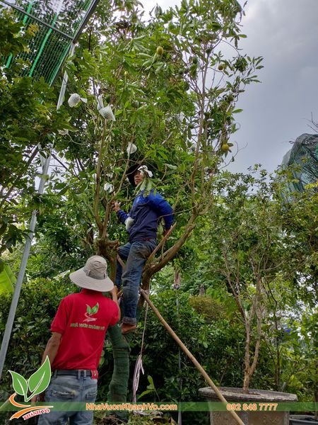 Cây Vú Sữa Hoàng Kim 1