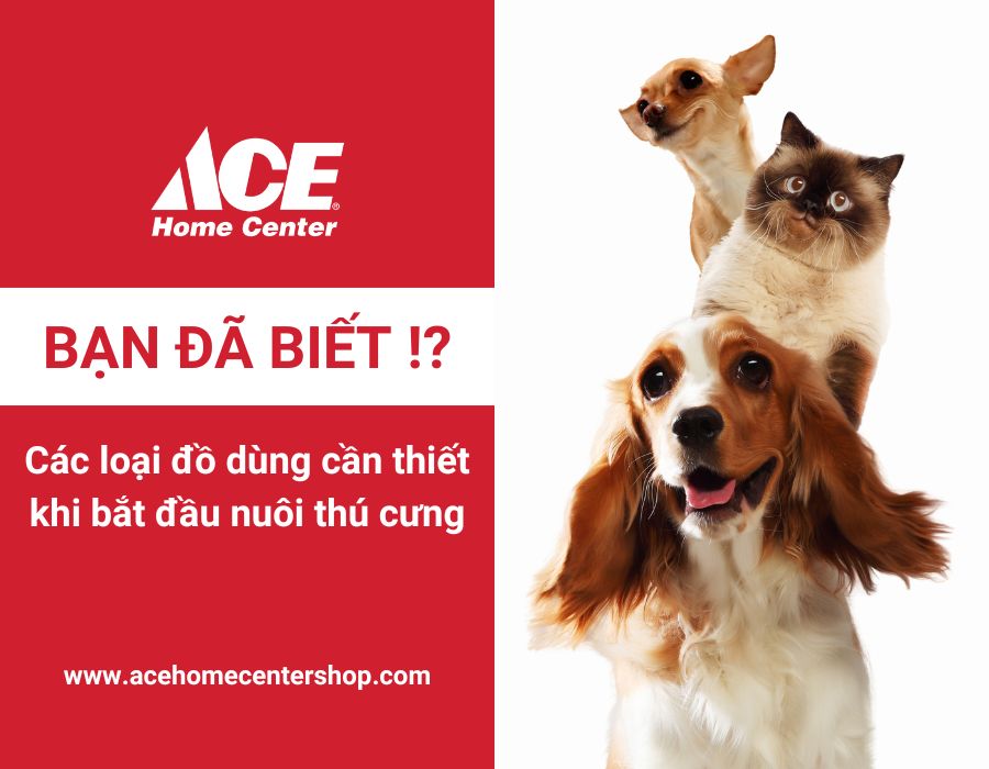 Các loại đồ dùng cần thiết cho mèo con
