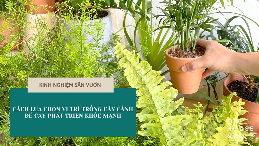 CÁCH LỰA CHỌN VỊ TRÍ TRỒNG CÂY CẢNH ĐỂ CÂY PHÁT TRIỂN KHỎE MẠNH