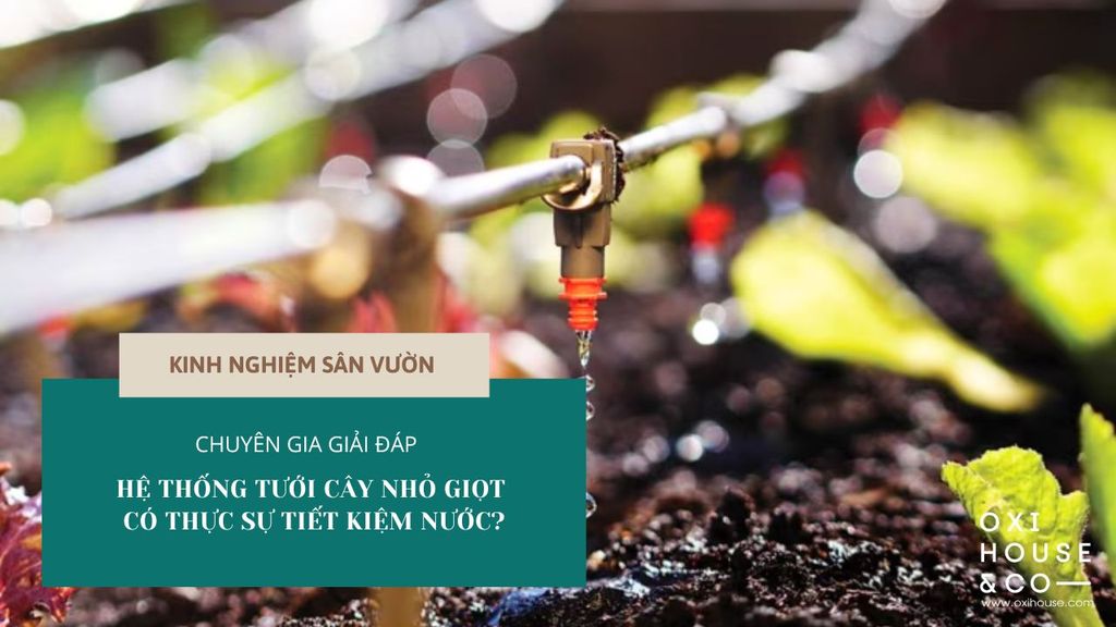 HỆ THỐNG TƯỚI CÂY NHỎ GIỌT CÓ THỰC SỰ TIẾT KIỆM NƯỚC? CHUYÊN GIA GIẢI ĐÁP