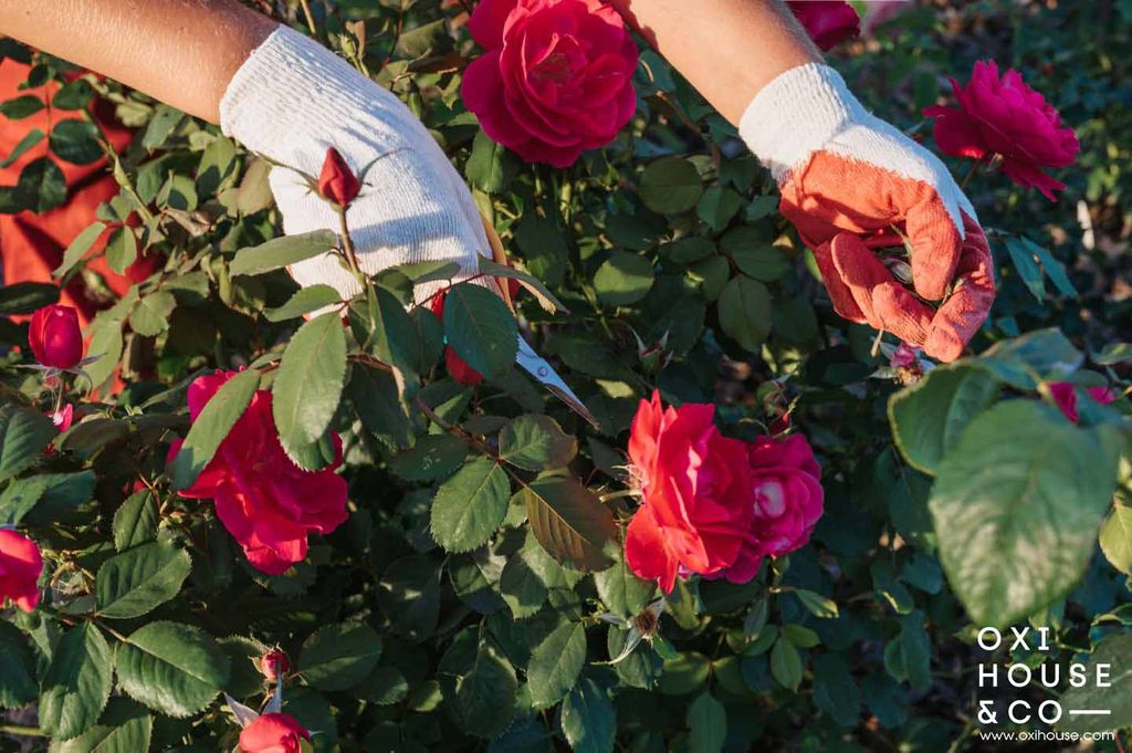 Công ty chăm sóc bảo dưỡng cây xanh chuyên nghiệp, uy tín